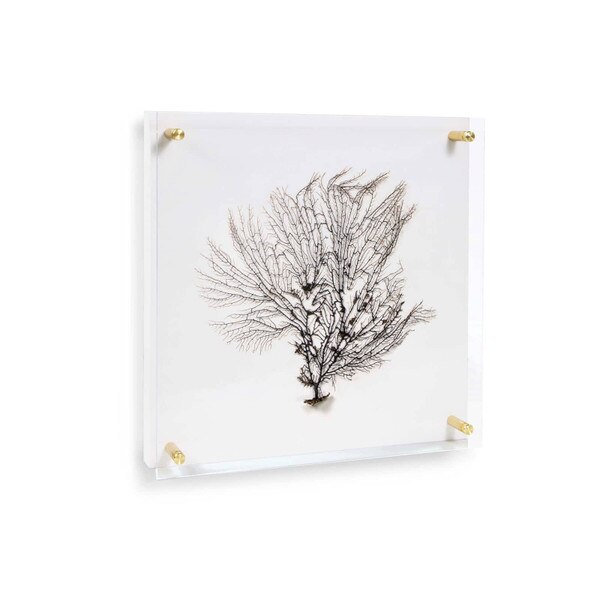 Sea Fan Wall Art on Acrylic Small - Live from Detroit™